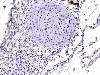 CREB-1 Mouse Monoclonal Antibody