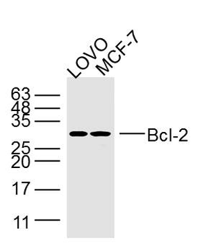 Bcl-2 Mouse Monoclonal Antibody