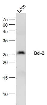 Bcl-2 Mouse Monoclonal Antibody