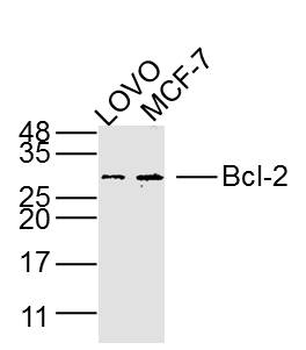 Bcl-2 Mouse Monoclonal Antibody