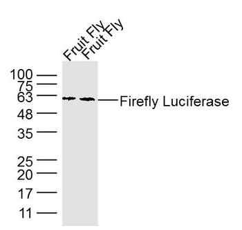 Firefly Luciferase Mouse Monoclonal Antibody