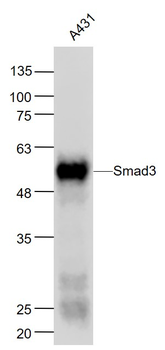 Smad3 Mouse Monoclonal Antibody