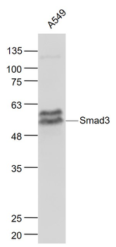 Smad3 Mouse Monoclonal Antibody