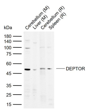 DEPTOR Rabbit Polyclonal Antibody