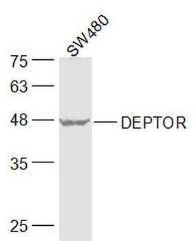 DEPTOR Rabbit Polyclonal Antibody