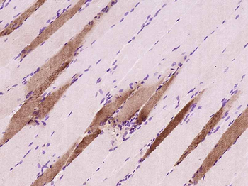 Myoglobin Mouse Monoclonal Antibody