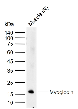 Myoglobin Mouse Monoclonal Antibody