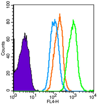 CD1d Rabbit Polyclonal Antibody