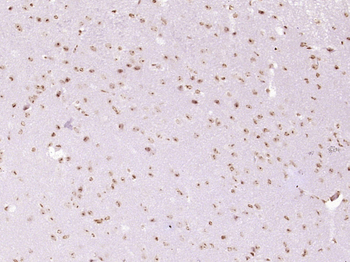 RANBP3L Rabbit Polyclonal Antibody