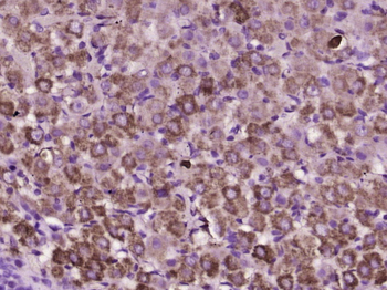 Prokineticin 1 Rabbit Polyclonal Antibody