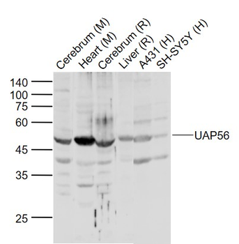 UAP56 Rabbit Polyclonal Antibody