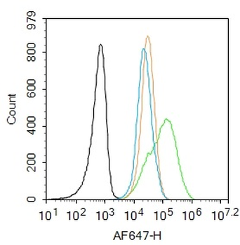 JNK1 + JNK3 Rabbit Polyclonal Antibody