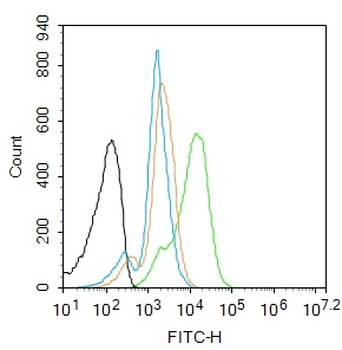 JNK1 + JNK3 Rabbit Polyclonal Antibody