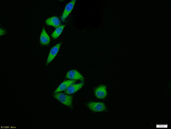 JNK1 + JNK3 Rabbit Polyclonal Antibody