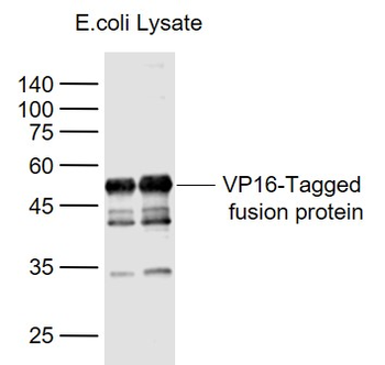 VP16 tag Rabbit Polyclonal Antibody