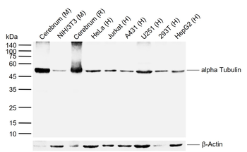 Alpha Tubulin Mouse Monoclonal Antibody