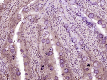 CDX2 Mouse Monoclonal Antibody