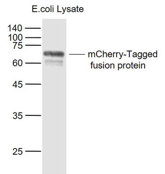 MCherry Mouse Monoclonal Antibody