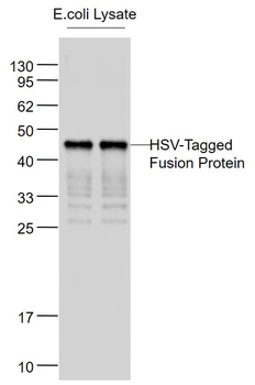 HSV-Tag Mouse Monoclonal Antibody