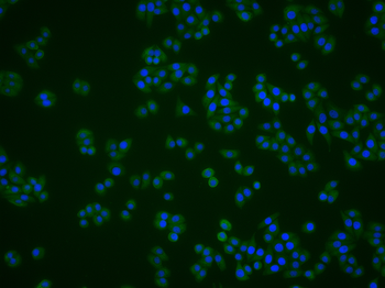 Peroxiredoxin 1 Mouse Monoclonal Antibody