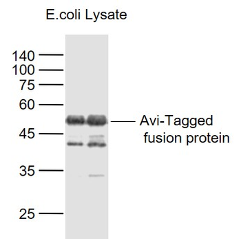 Avi-Tag Mouse Monoclonal Antibody