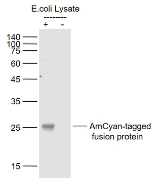 AmCyan Mouse Monoclonal Antibody