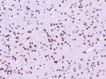 Histone H2B Mouse Monoclonal Antibody