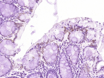 Histone H2B Mouse Monoclonal Antibody