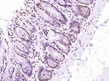 Histone H2B Mouse Monoclonal Antibody