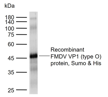 FMDV VP1 protein (type O) Rabbit Polyclonal Antibody