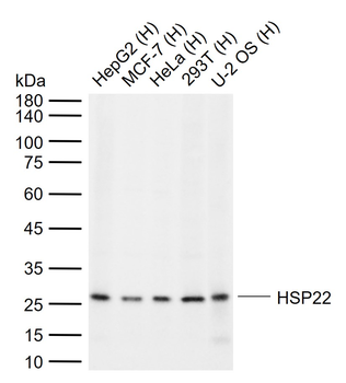 HSP22 Mouse Monoclonal Antibody