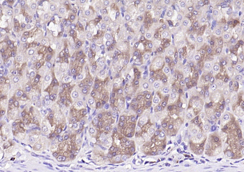 ATG5/APG5L Mouse Monoclonal Antibody