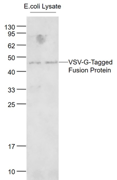 VSV-G tag Mouse Monoclonal Antibody