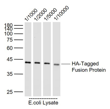 HA Tag Mouse Monoclonal Antibody