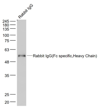 Rabbit IgG (Fc specific, Heavy Chain) Mouse Monoclonal Antibody