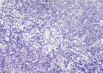 Phospho-STAT3 (Ser727) Recombinant Rabbit Monoclonal Antibody