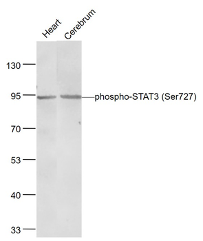 Phospho-STAT3 (Ser727) Recombinant Rabbit Monoclonal Antibody