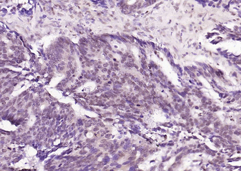 Phospho-STAT3 (Ser727) Recombinant Rabbit Monoclonal Antibody