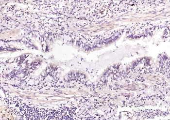 Phospho-STAT3 (Ser727) Recombinant Rabbit Monoclonal Antibody