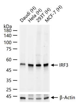 IRF3 Recombinant Rabbit Monoclonal Antibody