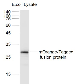 MOrange Mouse Monoclonal Antibody