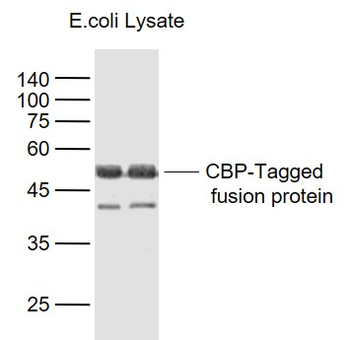 CBP Tag Mouse Monoclonal Antibody