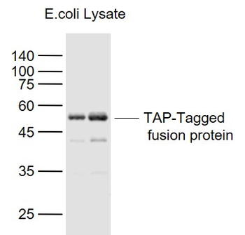 TAP-Tag Mouse Monoclonal Antibody