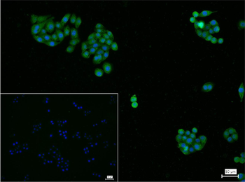 PTEN Mouse Monoclonal Antibody