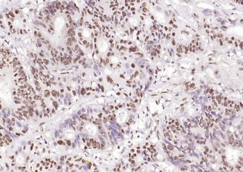 HP1 gamma Mouse Monoclonal Antibody