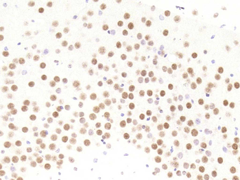 HP1 gamma Mouse Monoclonal Antibody