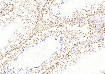 HP1 gamma Mouse Monoclonal Antibody