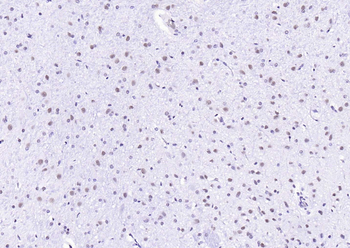 HP1 gamma Mouse Monoclonal Antibody