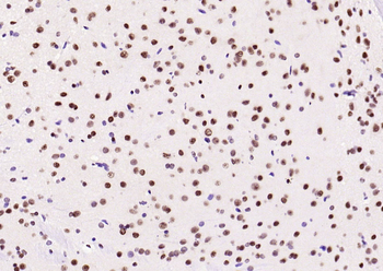 HP1 gamma Mouse Monoclonal Antibody