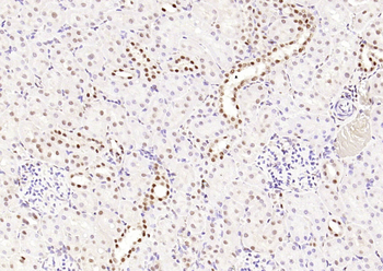 HP1 gamma Mouse Monoclonal Antibody